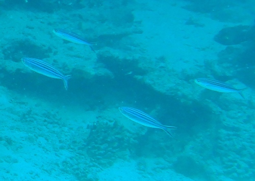 Caesio striata observed 2026-09-15