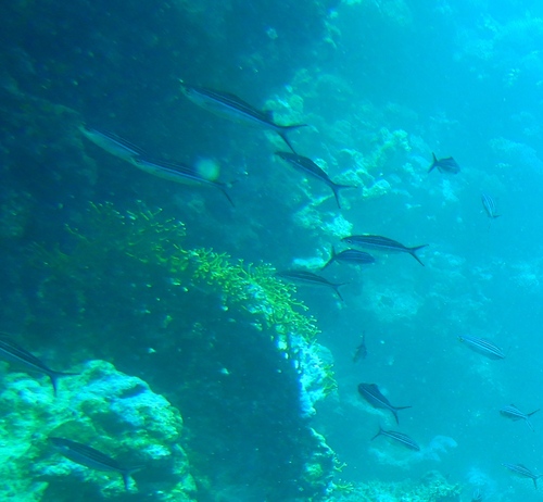 Caesio striata observed 2026-09-15