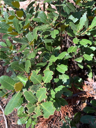 iNaturalist observation photo of bush chinquapin