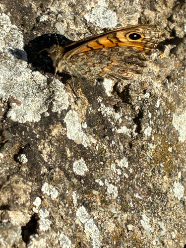 Wall Brown