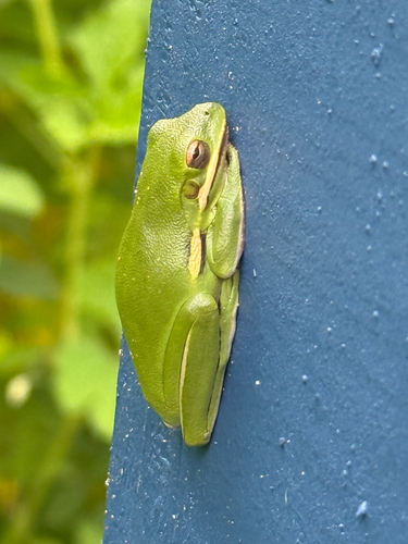 Green Treefrog observed by sarah74003