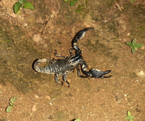 Srilankametrus indus