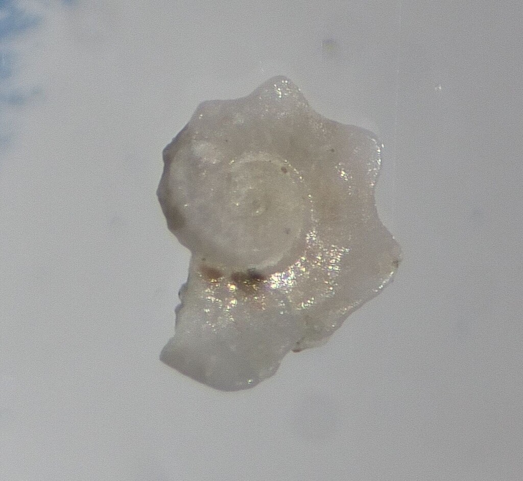 Modulus cerodes