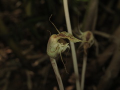 Arachnitis uniflora