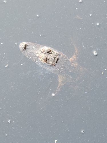 American Alligator observed by michaelvanhorn94