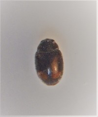 Nephus binaevatus
