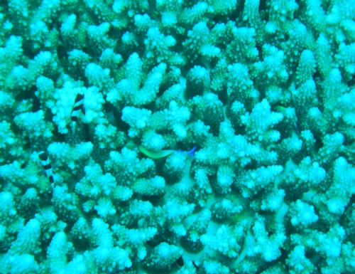 Dascyllus marginatus observed 2026-09-15