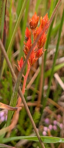 bog asphodel