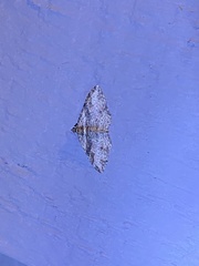 Costaconvexa