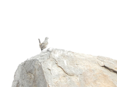 Pteroptochos megapodius