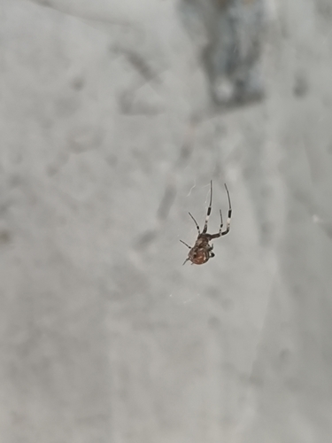 Ninja-star Ceiling Spider
