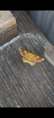 Deep Yellow Euchlaena Moth