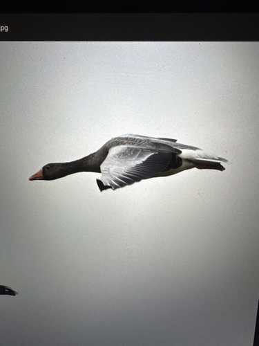 Greylag Goose observed by diggingman