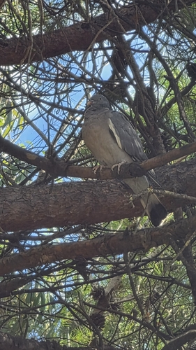 Common Wood-Pigeon