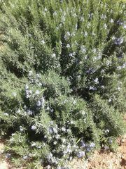 Salvia rosmarinus