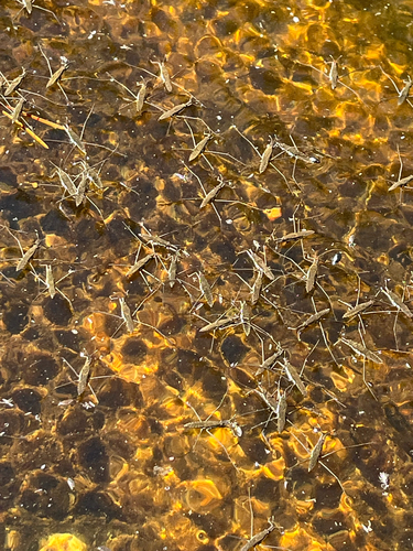 iNaturalist observation photo of North American Common Water Strider