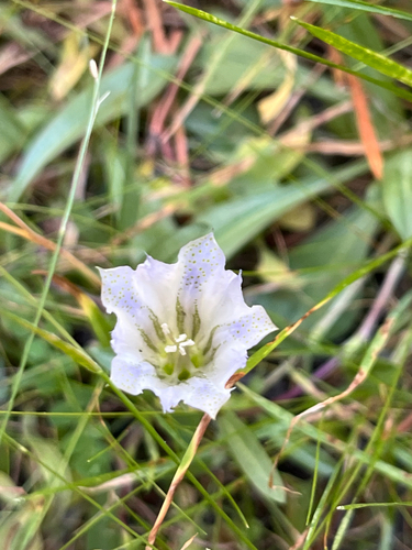 iNaturalist observation photo of Alpine Gentian