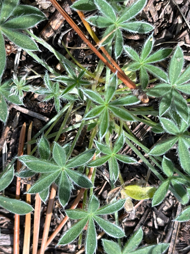 iNaturalist observation photo of Dwarf Lupine