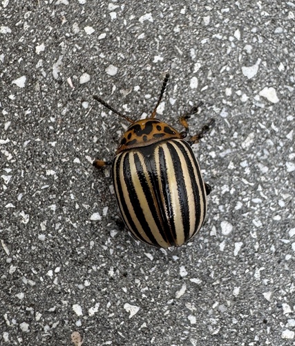Colorado Potato Beetle