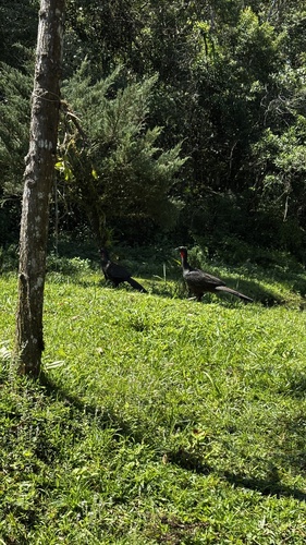 Dusky-legged Guan
