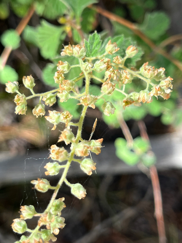 iNaturalist observation photo of Ocean spray