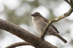 Passer domesticus