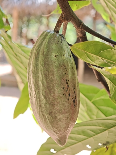 cacao tree