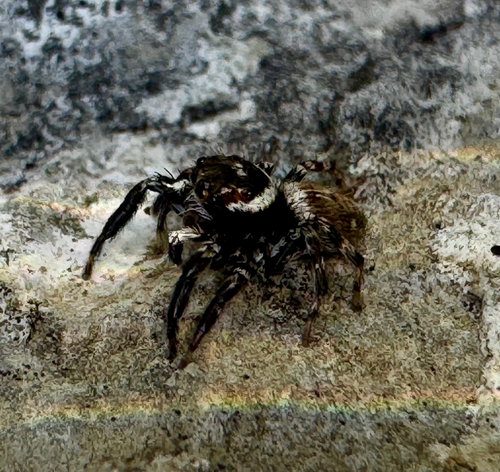 Mediterranean white-banded spider