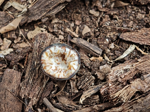Nutmeg