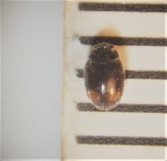 Nephus binaevatus