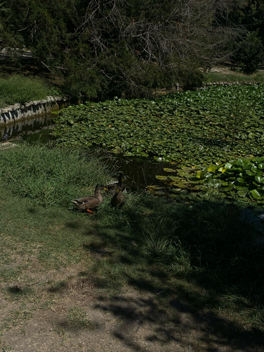 Mallard