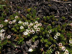 Gaultheria caespitosa