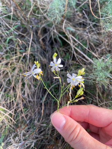 Branched St Bernard's Lily