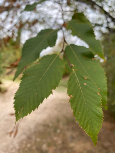 European Hop-hornbeam