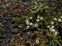 Gaultheria caespitosa