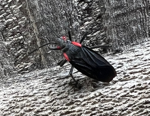 Red-shouldered Bug