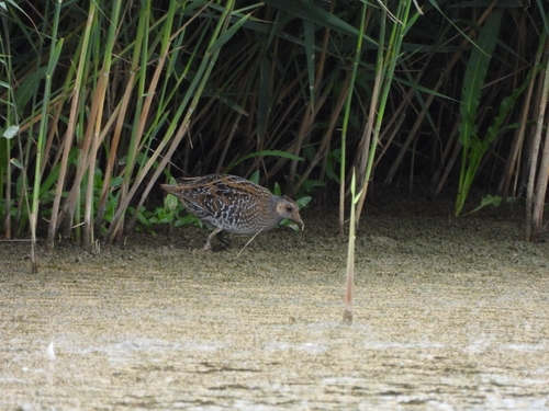 Spotted Crake
