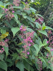 Oxyspora paniculata
