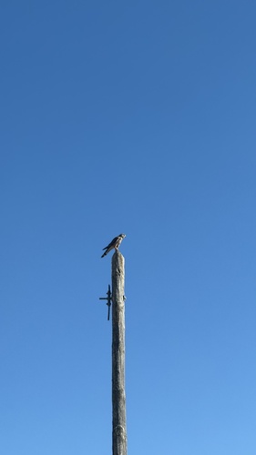 Eurasian Kestrel