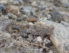 Trimerotropis pseudofasciata