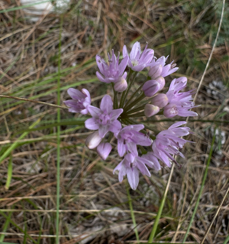 German Garlic