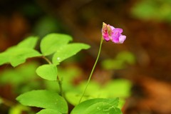Lathyrus nevadensis