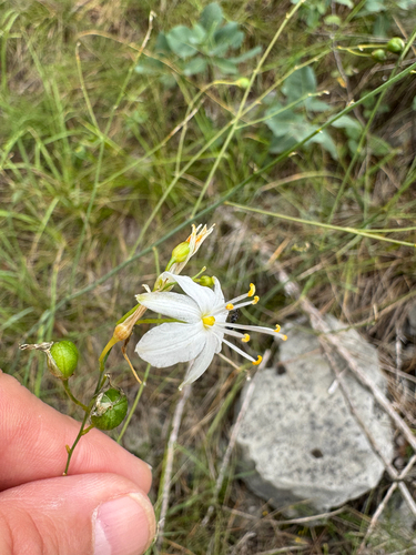 Branched St Bernard's Lily