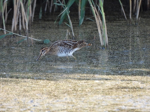 Common Snipe