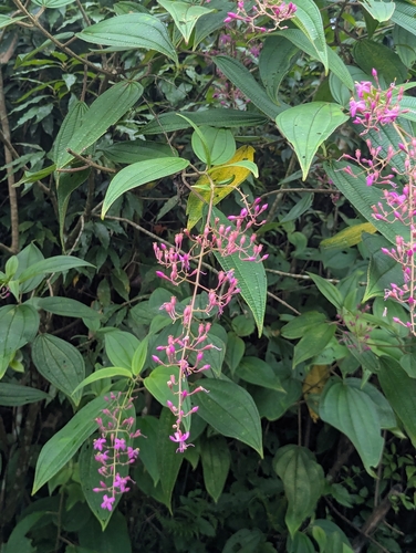 Oxyspora paniculata, photograph 2