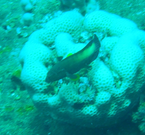 Yellowfin Hind