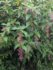 Oxyspora paniculata, photograph (c) Sagnik Dutta Roy, some rights reserved (CC BY)