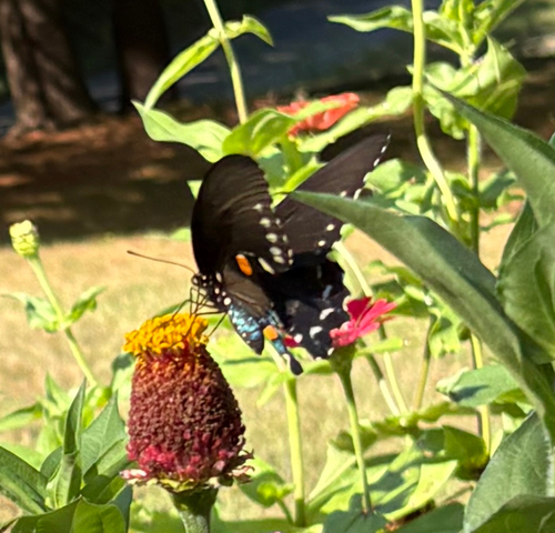 Pipevine Swallowtail