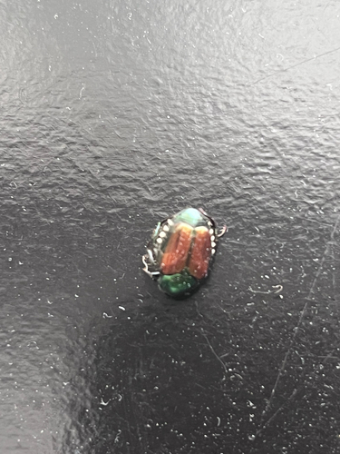 Japanese Beetle