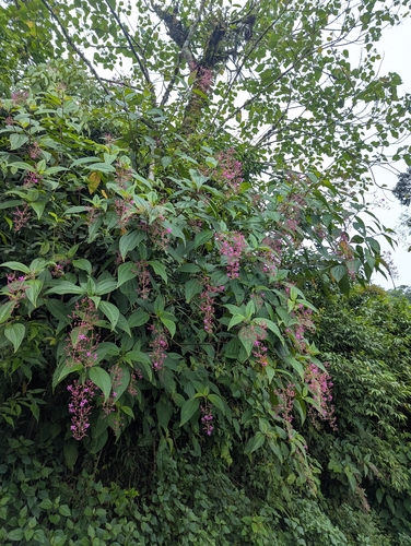 Oxyspora paniculata, photograph 4